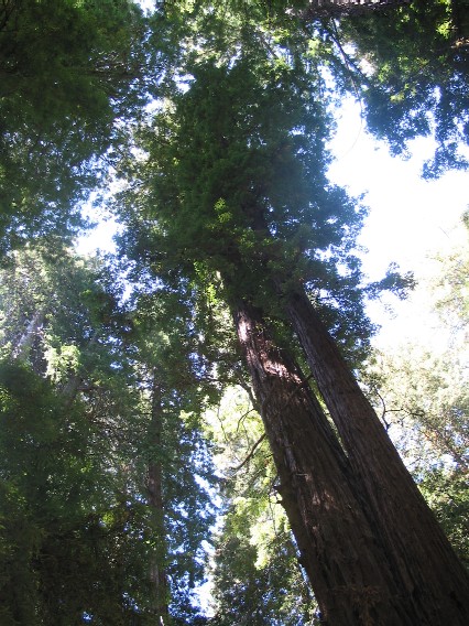 die höchsten Bäume, nördlich von San Francisco